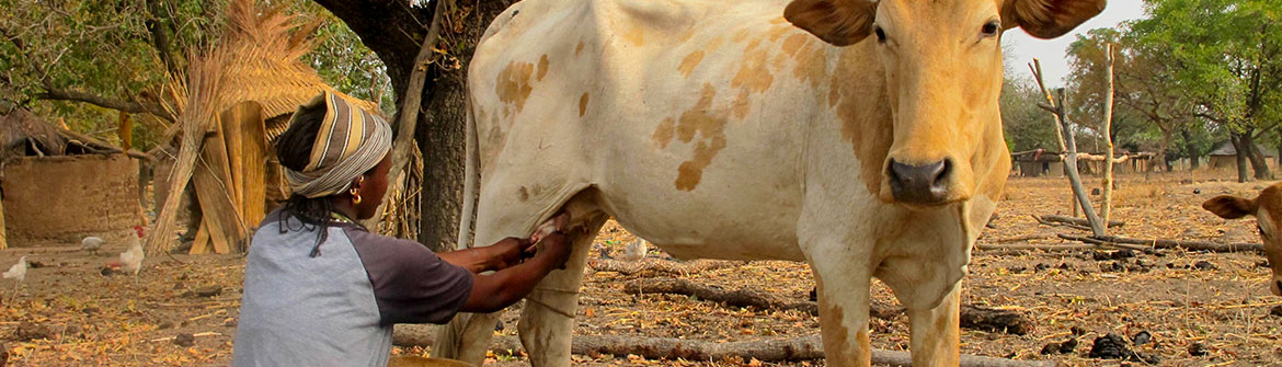 Women milking a cow (Burkina Faso), © E Vall