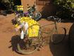 Bike of a milk transporter, Burkina Faso, © E Vall, Cirad