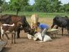 Feeding cows, Burkina Faso ©, E Vall