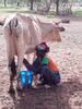 Milking a cow, Burkina Faso, © E Vall, Cirad