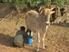 Milking a cow, Burkina Faso, © E Vall, Cirad