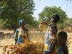 Weighing maize straw, Burkina Faso, © E Vall, Cirad