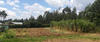 Fodder crop based on Napier harvested on a rotating basis, Kenya © E. Sodre INERA