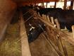 Madagascar Cows at stable 2, © P Salgado, Cirad