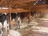 Madagascar Cows at stable 8, © P Salgado, Cirad
