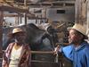 Farmers and cows in a cowshed, Madagascar, © E Vall, Cirad