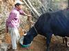 Madagascar Feeding a cow, © P Salgado, Cirad