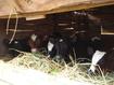 Madagascar Heifers at stable, © P Salgado, Cirad