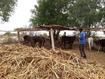 Senegal, Dairy farm, © E Vall, Cirad