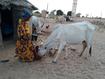 Senegal, Feeding a zebu cow, © E Vall, Cirad