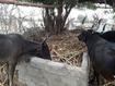 Senegal, Feeding dairy cows with crops residus, © E Vall, Cirad
