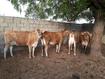 Senegal, Jersey Cows, © E Vall, Cirad