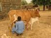 Milking a cow, Senegal, © E Vall, Cirad
