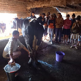 Training session on milking hygiene in a dairy farm © Eric Vall